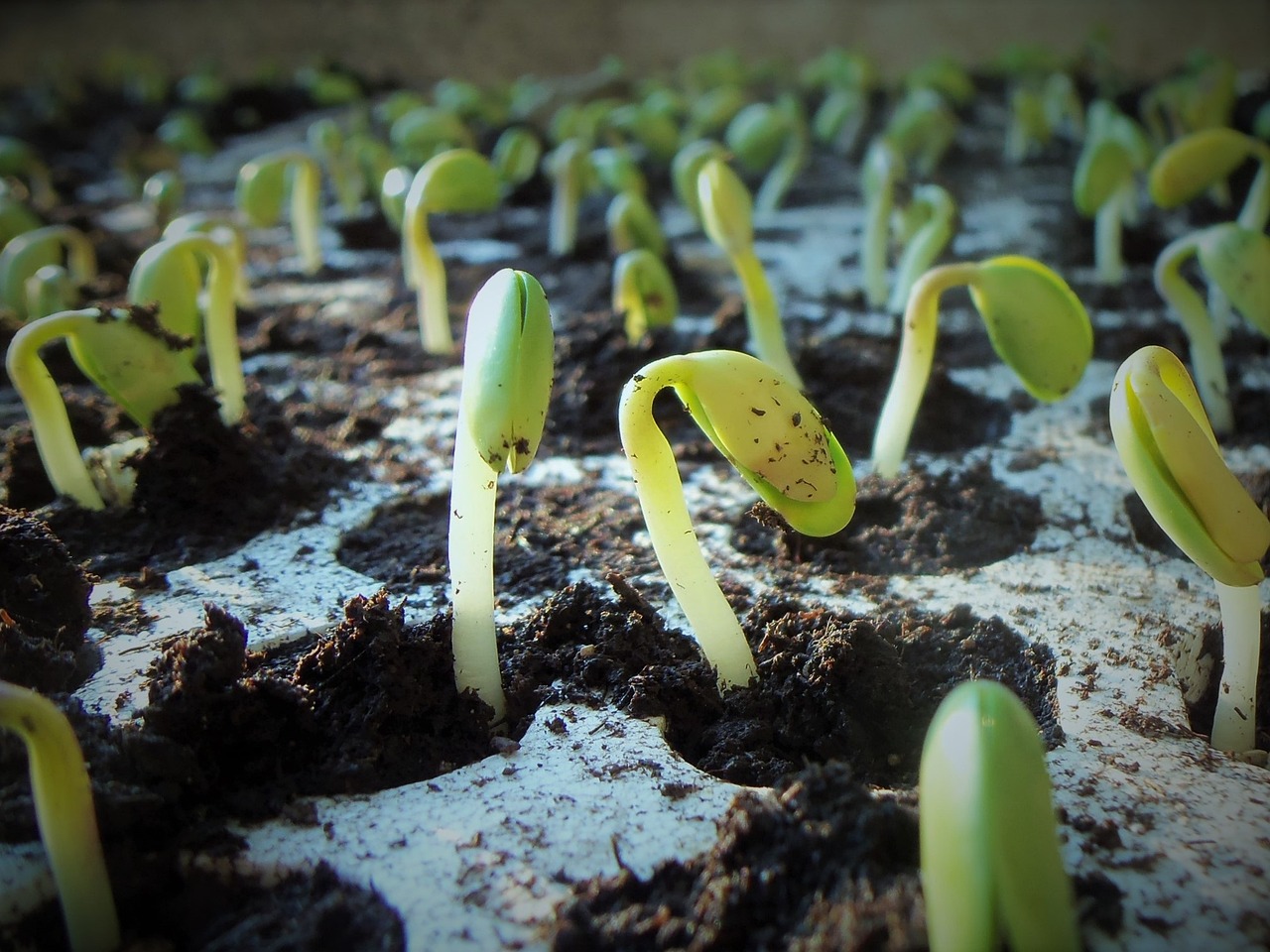 Soybeans emerging in the spring by jcesar2015 via Pixabay